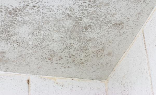 Mold Remediation by MRS Restoration