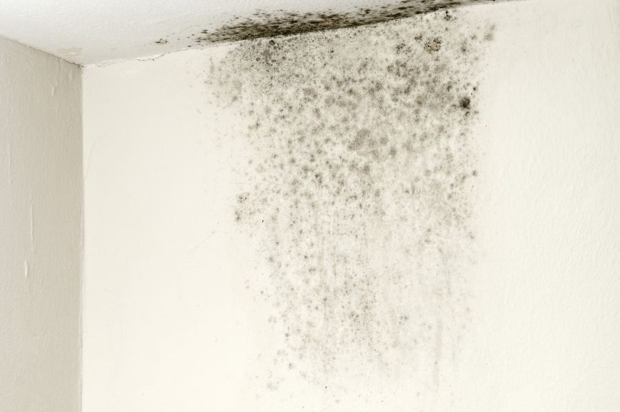 Mold Remediation by MRS Restoration